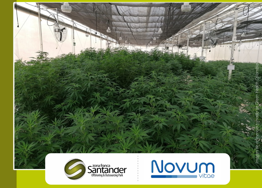 Zona Franca Santander cuenta con su primer usuario de cannabis medicinal certificado